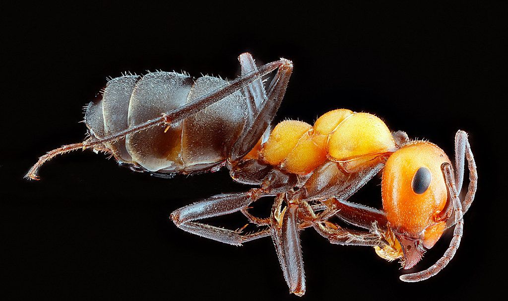 Ant Control service in Richmond, VA