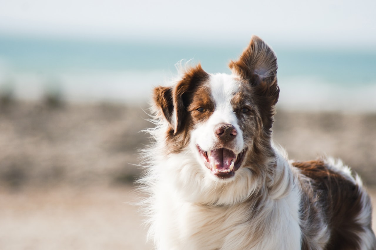 Flea & Tick Control service in Richmond, VA