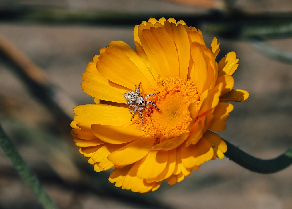 Spider Control service in Richmond, VA